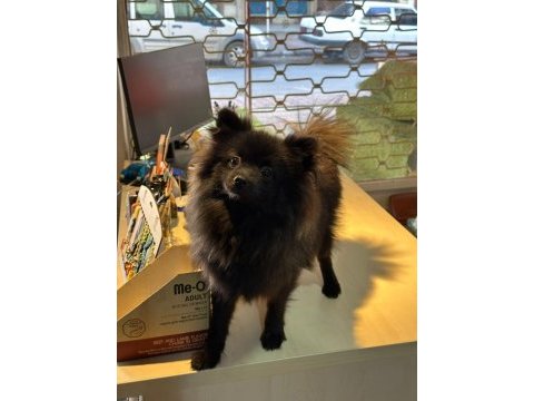 Yavru dişi pomeranian 6,5 aylık