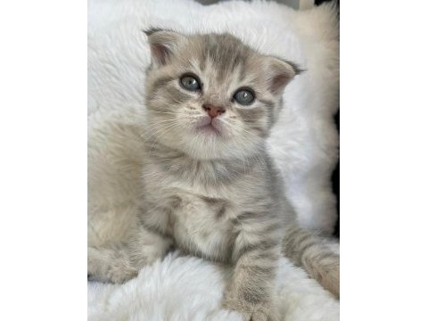 Yavru scottish fold