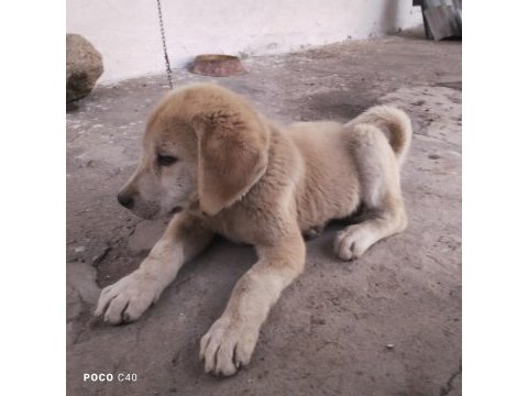 Yavru kangal akbaş kırması