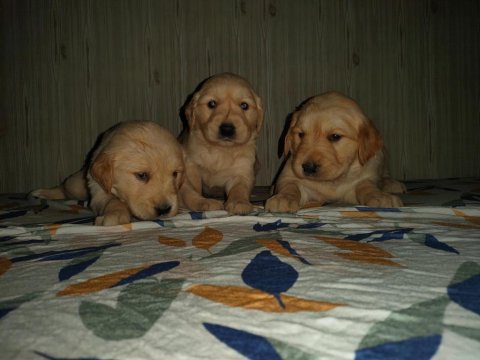 A klass golden retriever yavruları