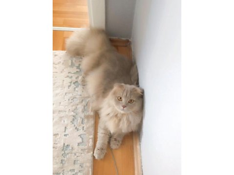 Kehribar gözlü british longhair oğlum