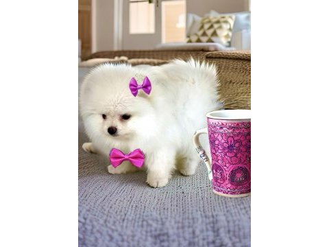 Beyaz renk 2 aylık pomeranian boo dişi yavru