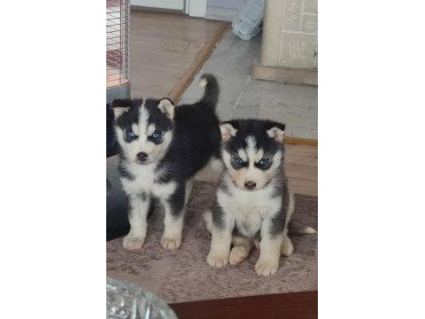 A kalite husky yavrularımız