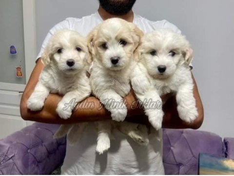 Kıvırcık maltipoo bebekler