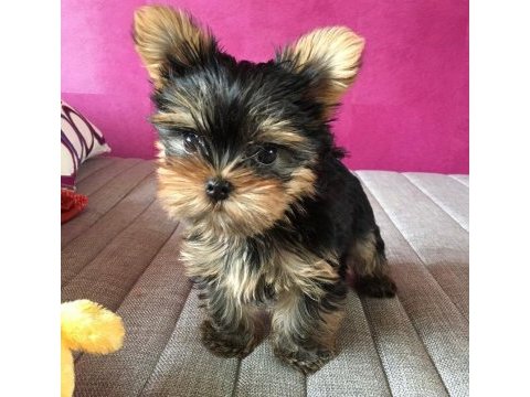Micro teacup kore türkiyede tek yorkshire terrier