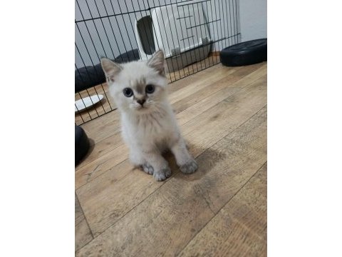 Elimde 5 tane scottish blue point bulunmakta