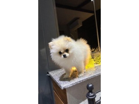 Sakarya'da 4 aylık pomeranian erkek