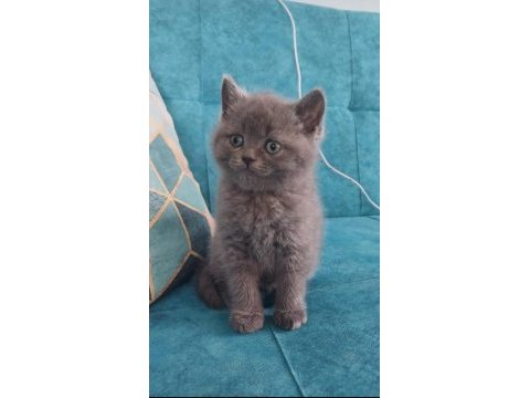 Güzel british shorthair bebeklerim