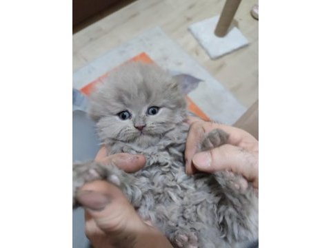 27 mart doğumlu scottish fold yalova merkez