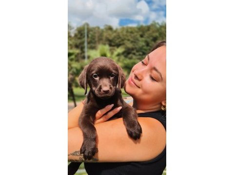 Ruhsatli çiflikten labrador retriever yavruları 
