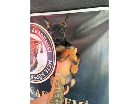 Şampiyon babanın şampiyon malinois yavrularımız