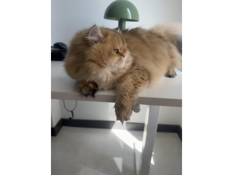 British longhair 10 aylık safkan-dişi