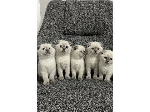Safkan scottish fold yavrularımız