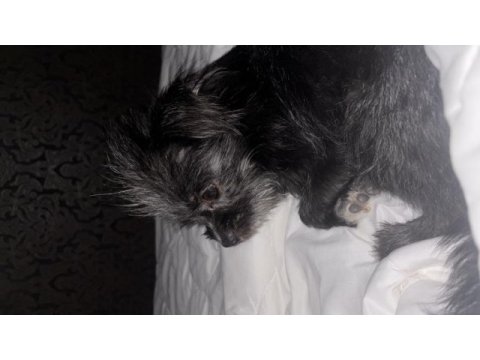 1 yıl 9 aylık terrier mersin