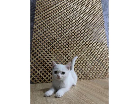 Pamuk beyazlığında brıtısh shorthair