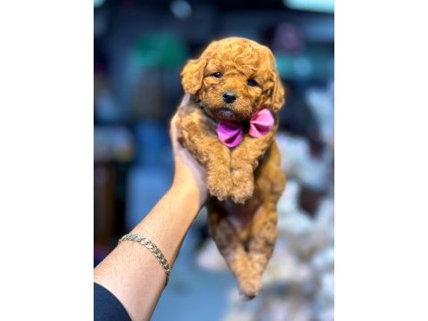 Güzel bebeklerim maltipoo
