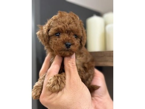 Efsane toy poodle yavrularımız