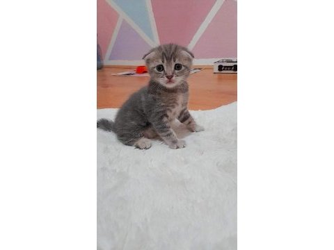 Scottish fold