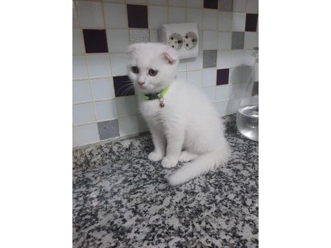 3 aylık erkek sahiplendirilecek scottish fold