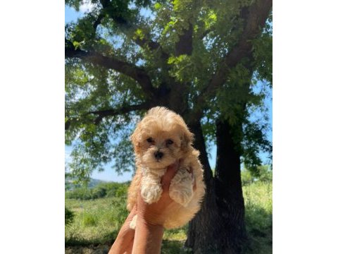 Sevimli maltipoo köpeklerim