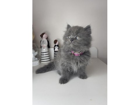 Safkan british longhair yavrularımız