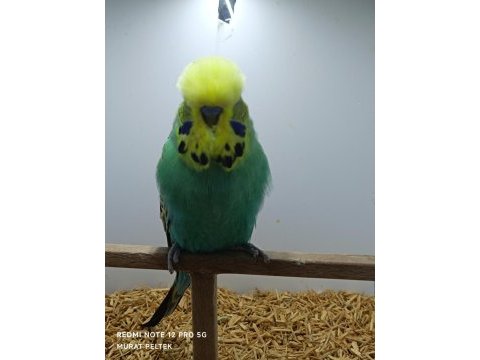 Show jumbo muhabbet kuşlarımız