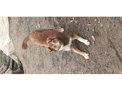Oyuncu köpeğim
