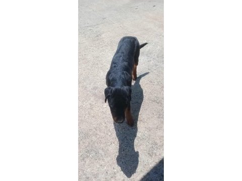 7 aylık rottweiler aşıları tam çipli kimlikli