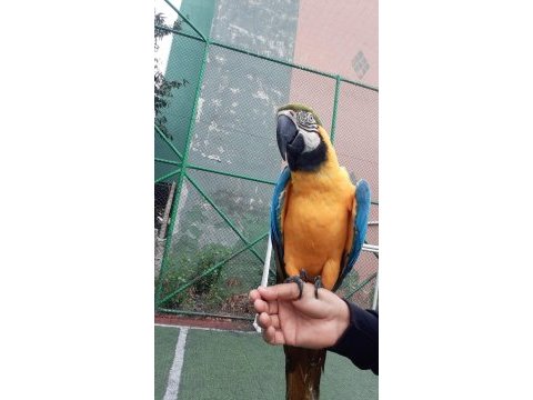 Fotoğrafta çalışan full evcil konuşan macaw