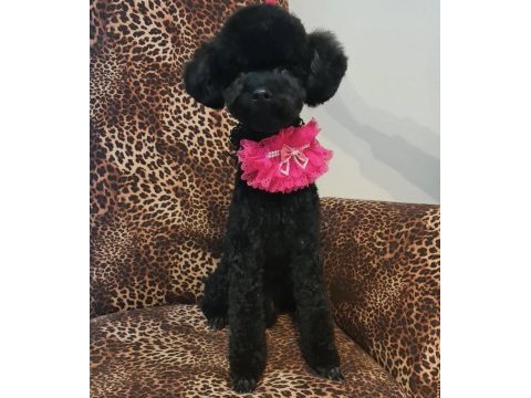 2.5 yaşında dişi poodle