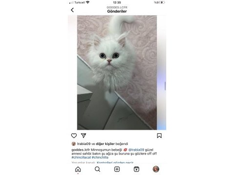 Anne altından chinchilla kedisi bebekler