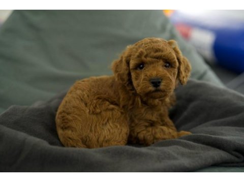Toy poodle bebekleri