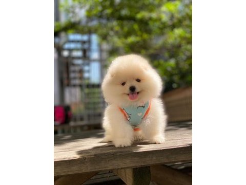 Dişi erkek pomeranian boo ve spitz yavrularımız (orjinal)