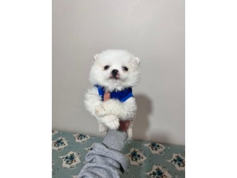 Dişi pomeranian yavrumuz yeni ailesini arıyor