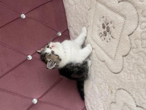 Ev doğdu çok kaliteli yavru kedimiz