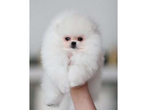 Ayı surat pomeranian yavruları