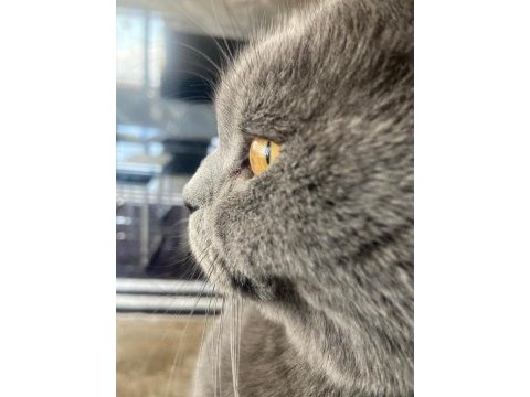 8 aylık erkek british shorthair