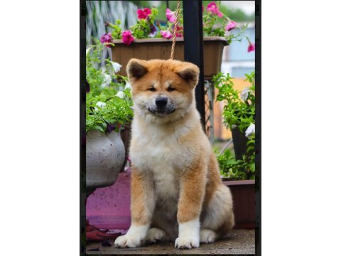 Şecereli anne babadan akita inu yavrular