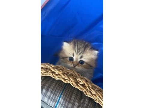 Teslime hazır oyuncu british longhair bebekler