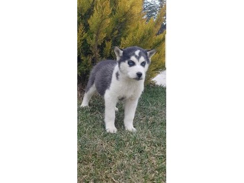 Maviş gözlü safkan erkek husky yavru