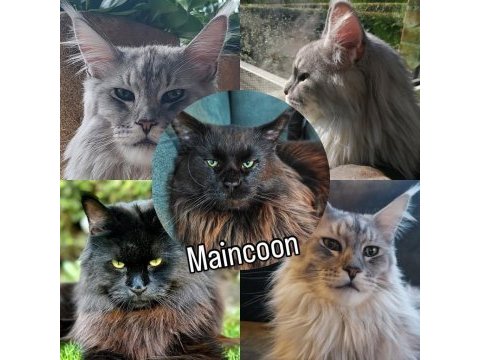 Şecereli takım maine coon