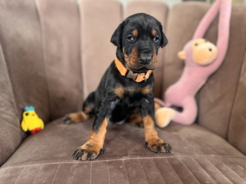 Doberman yavrularımız rezerveye açılmıştır