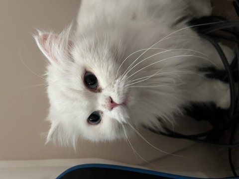 Dişi british longhair 1,5 yaşında