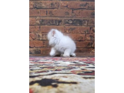 British longhair golden kedim 1,5 aylık