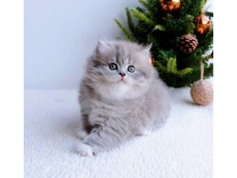 Blue pofuduk british longhair yavru