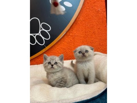Blue point silver scottish fold