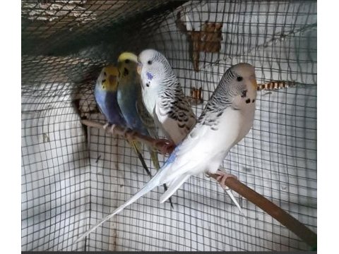 6 adet muhabbet kuşu