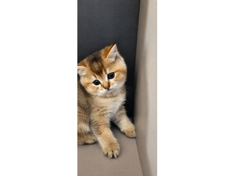 Çok uygun golden british shorthair bebekler