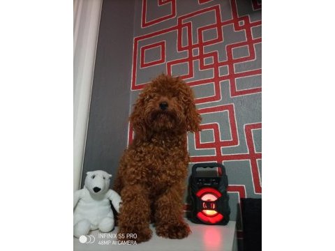 Muhteşem maltipoo