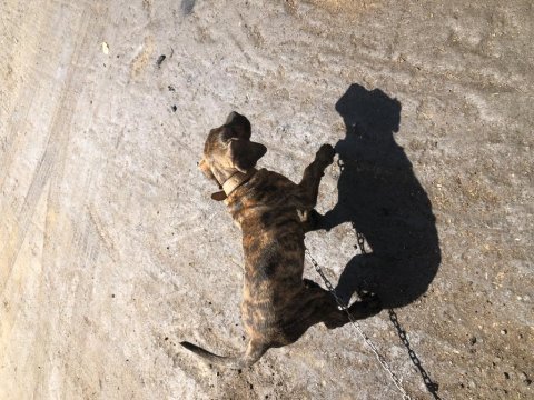 Şecereli dünya şampiyonu torunu presa canario kıfxfcı